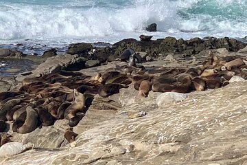 La Jolla Jig Scavenger Hunt 