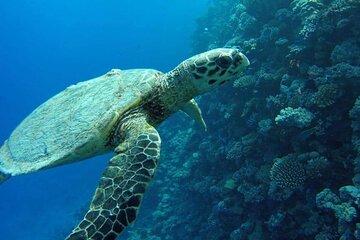 Snorkeling with Dugongs and Turtles on Marsa Mubarak