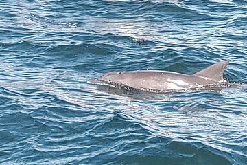 2 Hours Swim with the Dolphins in Panama City