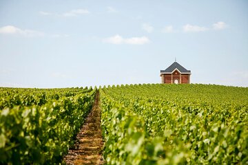 Private Tour to the best Champagne Wineries from Paris