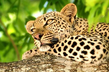 4 Day Kruger National Park private Land Rover Safari from JNB/PTA