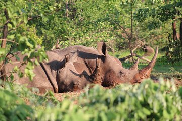 Game drive in the Mosi Oa Tunya National Park - Livingstone