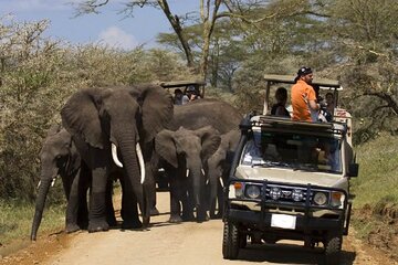 7-Day Tour Tsavo West Amboseli Lake Nakuru and Masai Mara 