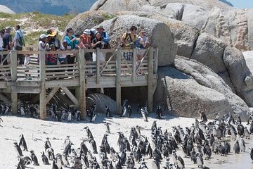 Table Mountain, Cape Point, and Penguins Boulders Beach Cape Town