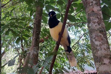 Birding Iguazu Explorer Private Tour