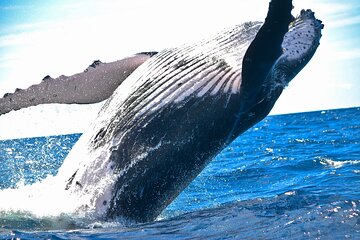 2-Hour Ma'alaea Humpback Whale Watching Cruise for up to 6 Guests