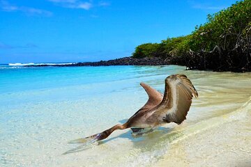7-Day Private Galapagos Beach Wedding