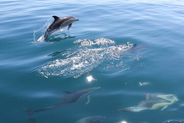 Dolphin Safari, São Rafael Caves & Coastline.