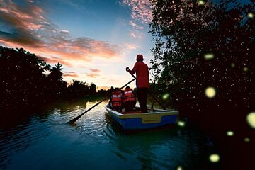 Kuala Selangor Firefly Tour From Kuala Lumpur