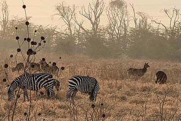 4 Days Great Migration Maasai Mara and Lake Nakuru Safari in Kenya