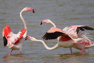 Private Birding & Photography Day Trip to Doñana