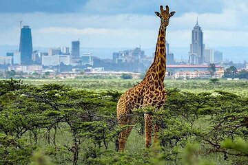Nairobi National Park half day tour
