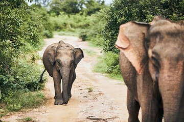  Bundala National Park by Ajith Safari