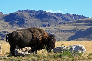 Great Salt Lake and Antelope Island Day Tour