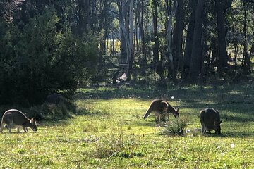 Blue Mountains Day Adventure, Featherdale Wildlife & River Cruise