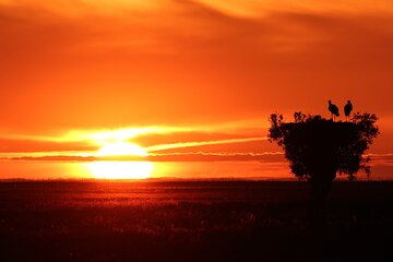 6 hrs Private Tour of Northern Doñana 