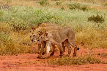 Private Full-Day To The Tsavo East National Park from Malindi