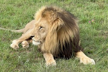 Schotia Big 5 Safari Port Elizabeth (optional accommodation)