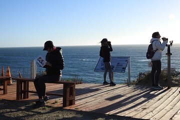 Orcas Watching Private Tour in Punta Norte or Caleta Valdes