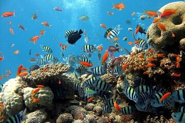 Full Day Snorkeling & Diving in Ras Mohammed National Park- sharm