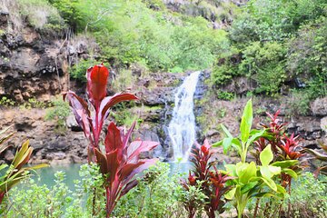 Swim at Oahu Waterfall in Waimea with Coffee, Lunch and Dole