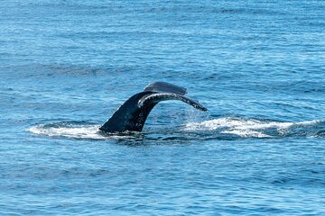 San Diego Whale and Dolphin Watching Adventure