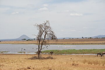 4-Day Shared Safari Tour with Complete Meals