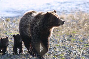 Private Sunrise Wildlife Adventure Into Yellowstone Lamar Valley