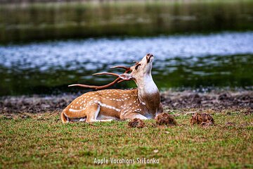 2 Day Tour to Minneriya & Wilpattu National Park From Colombo