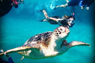Full-Day Private Trip in Abu Dabbab Beach and Marsa National Park
