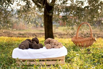 Private Truffle Hunting in Slovenia 