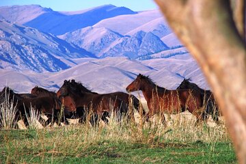 3 Days 2 Nights Private Tour to the Land of Nomads