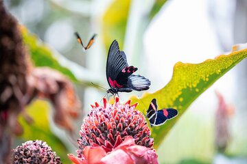 Houston Museum of Natural Science and Cockrell Butterfly Center