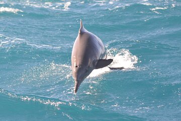 Swim with Dolphins for 30 Minutes + Transfers – Sharm El Sheikh