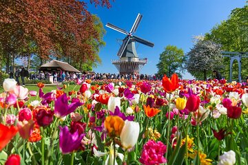 Private Flower tour to the Keukenhof