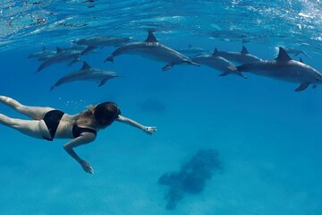 Private Dolphin House Speedboat & one intro diving - Hurghada