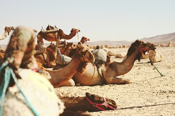 Travel To Jericho & Jordan River Half Day Tour From Jerusalem