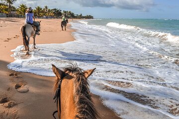 Palomino Horseback Riding Tour