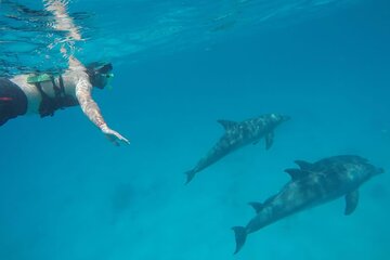 Swim With Happy Dolphin 5 Minutes And Transfer - Hurghada