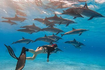 Swim with Dolphins Semi-Private Speedboat with Transfer- Hurghada