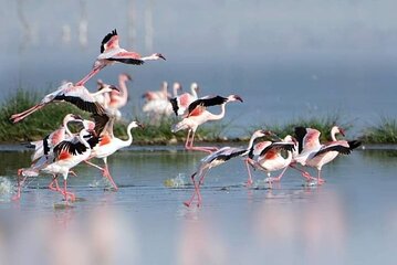Private Tour Birding Overnight Safari Lake Nakuru, Lake Naivasha