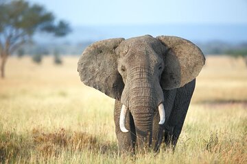 4 Days lodge safari Tarangire , Ngorongoro crater & Walking
