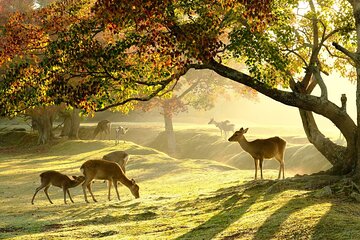 Nara Half-Day Bus Tour from Kyoto