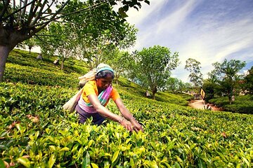 Tea Plucking and Tea Factory Visit from Nuwara Eliya