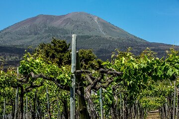 Wine Tasting on the slopes of Vesuvius from Naples with Lunch 