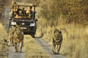 3-Day Guided Kruger National Park Safari Tour from Johannesburg