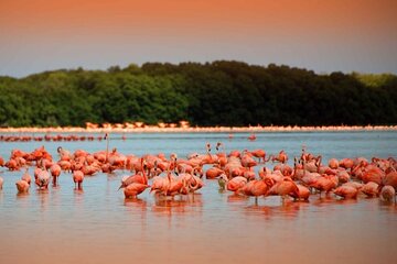 Pink Lake Lagoon and Rio Lagartos Tour from Playa del Carmen 