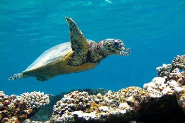 Over Day To Abu Dabbab Beach Marsa Alam With Lunch From Hurghada