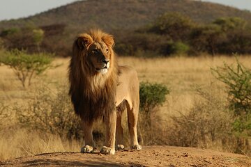 From Arusha: 11 days Lake Hopping Safari