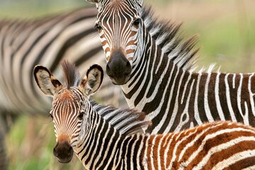 3 Days Taste of Tanzania Standard Safari